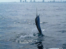 Sailfish jumping on the line