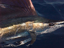 Sailfish close-up