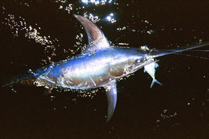 Catching and releasing a swordfish
